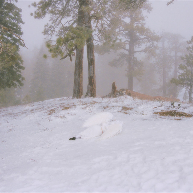 Wisp ‘Pandora’ (2024)